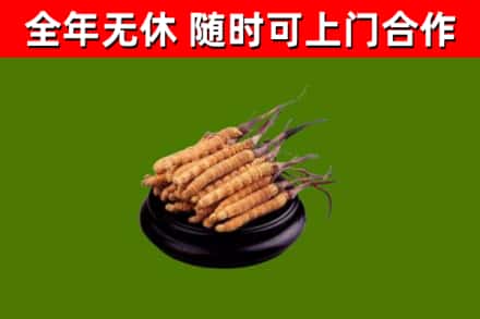 苗栗回收冬虫夏草